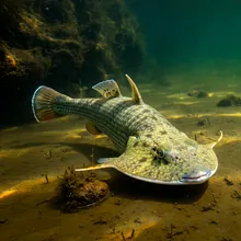 Bowmouth Guitarfish, Female