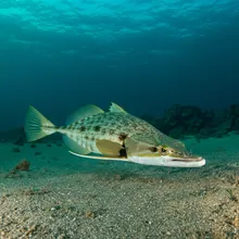 Bowmouth Guitarfish, Male