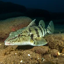 Bowmouth Guitarfish, Young