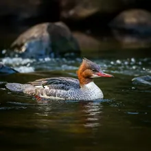 Brazilian Merganser, Female