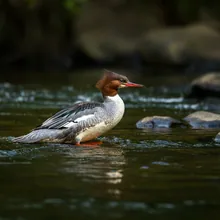 Brazilian Merganser, Male