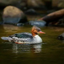 Brazilian Merganser, Young