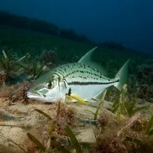 Broadfin Guitarfish, Young