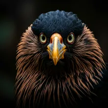 Cahow, Close up