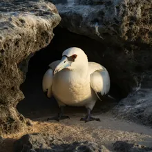 Cahow, Female