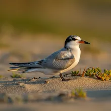 California Least Tern, Female
