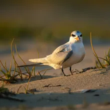 California Least Tern, Male
