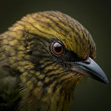 Caqueta Seedeater, Close up