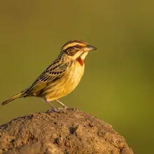 Caqueta Seedeater, Female