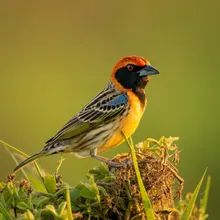 Caqueta Seedeater, Male
