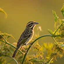 Caqueta Seedeater, Young