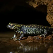 Cave Salamander, Female