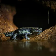 Cave Salamander, Male