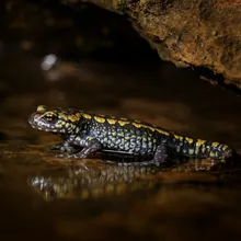 Cave Salamander, Young