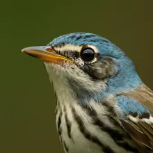 Cerulean Warbler, Close up