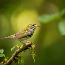 Cerulean Warbler, Female