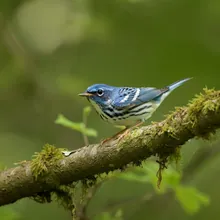 Cerulean Warbler, Male