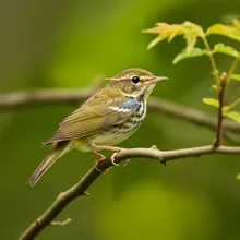 Cerulean Warbler, Young
