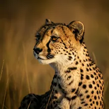 Cheetah, Male