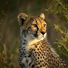 Cheetah, Young