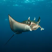 Chilean Devil Ray, Female