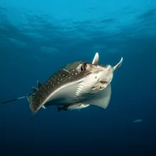 Chilean Devil Ray, Male