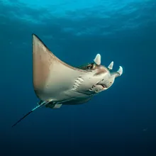 Chilean Devil Ray, Young