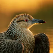 Chinese Bahaba, Male