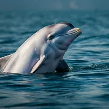 Chinese White Dolphin, Female
