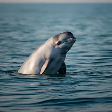 Chinese White Dolphin, Male