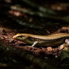 Christmas Island Blue-tailed Skink, Female