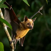 Christmas Island Flying Fox, Female