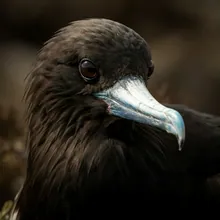 Christmas Island Frigatebird, Close up