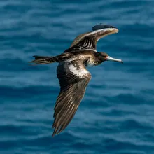 Christmas Island Frigatebird, Female