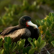 Christmas Island Frigatebird, Male