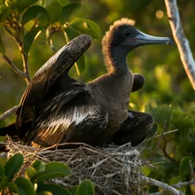 Christmas Island Frigatebird, Young
