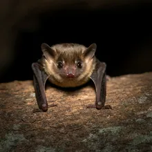 Christmas Island Pipistrelle, Female