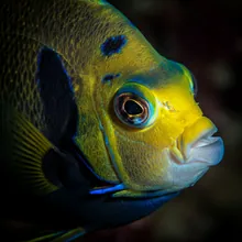 Clarion Angel Fish, Close up