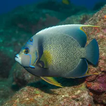 Clarion Angel Fish, Female