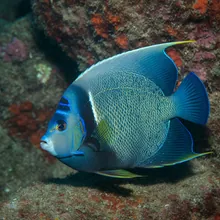 Clarion Angel Fish, Male