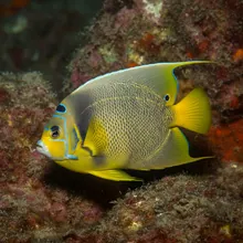 Clarion Angel Fish, Young
