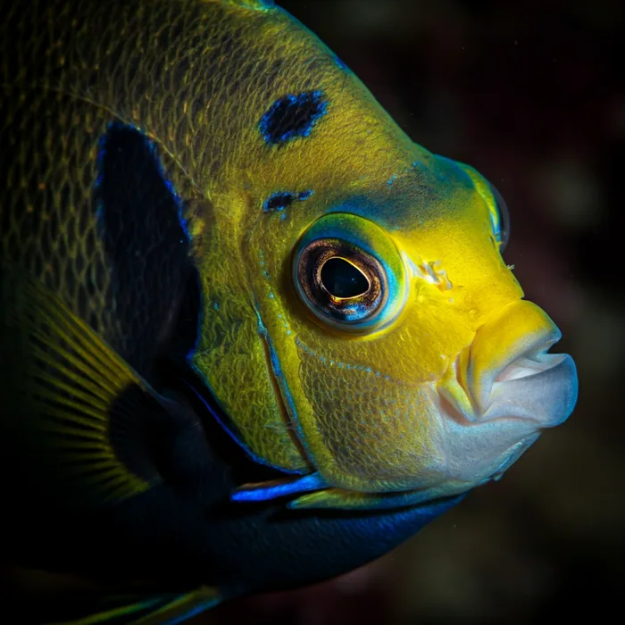 Clarion Angel Fish