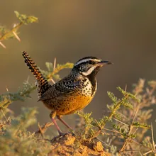 Clarion Island Wren, Male