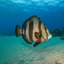 Clown Wedgefish, Female