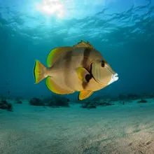 Clown Wedgefish, Male