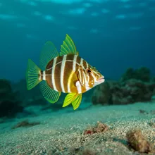 Clown Wedgefish, Young