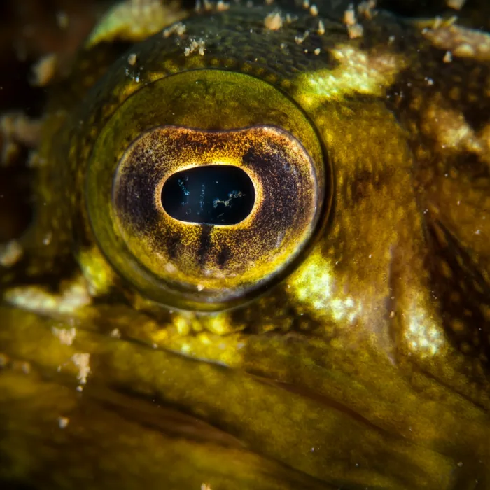 Clown Wedgefish