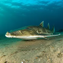 Cochin Guitarfish, Female