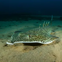 Cochin Guitarfish, Male
