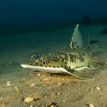 Cochin Guitarfish, Young